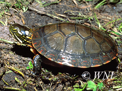 Painted Turtle (Chrysemys picta)